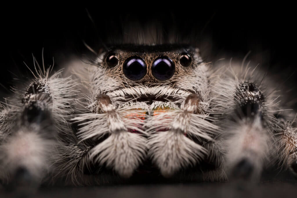 Phidippus regius femelle 
