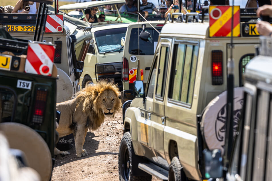 Trafic Jam - Maxime Aliaga