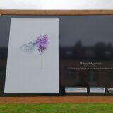 Deux images dans le top 20 et une dans le top 50 du concours du Festiphoto de Rambouillet 2025