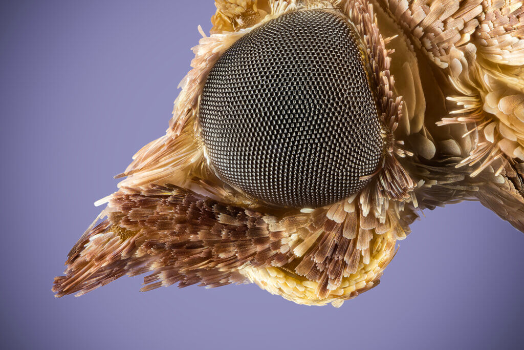 Plodia interpunctella.