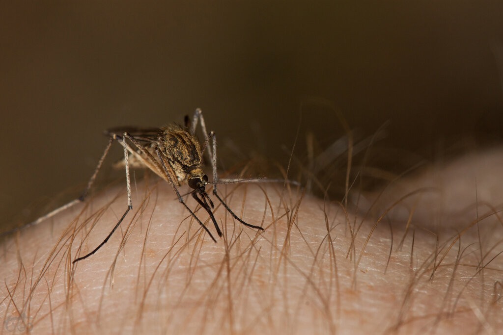 Culex pipiens
