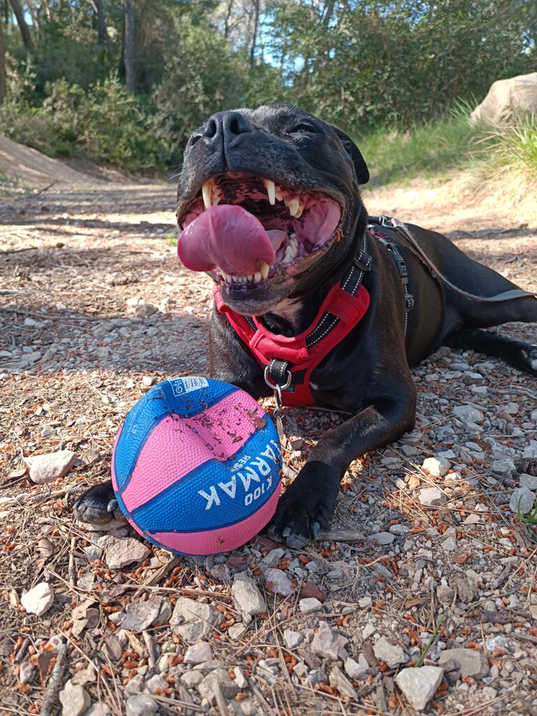 Rosko, mon chien