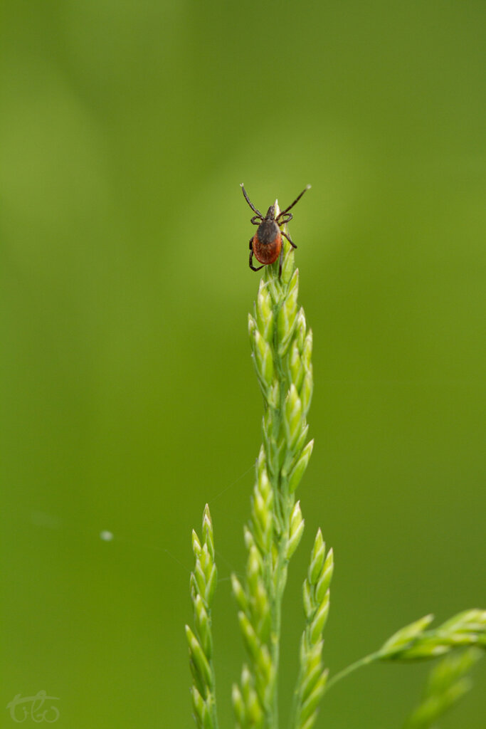 Image d’une tique de l’espèce Ixodes ricinus dans la position d’attente typique. Lorsqu’un animal passera à sa proximité et qu’il effleurera le brin d’herbe, la tique s'agrippera à l’animal.
