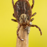 Dermacentor marginatus