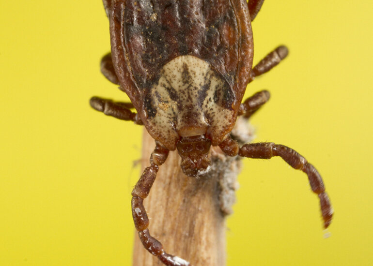 Dermacentor marginatus