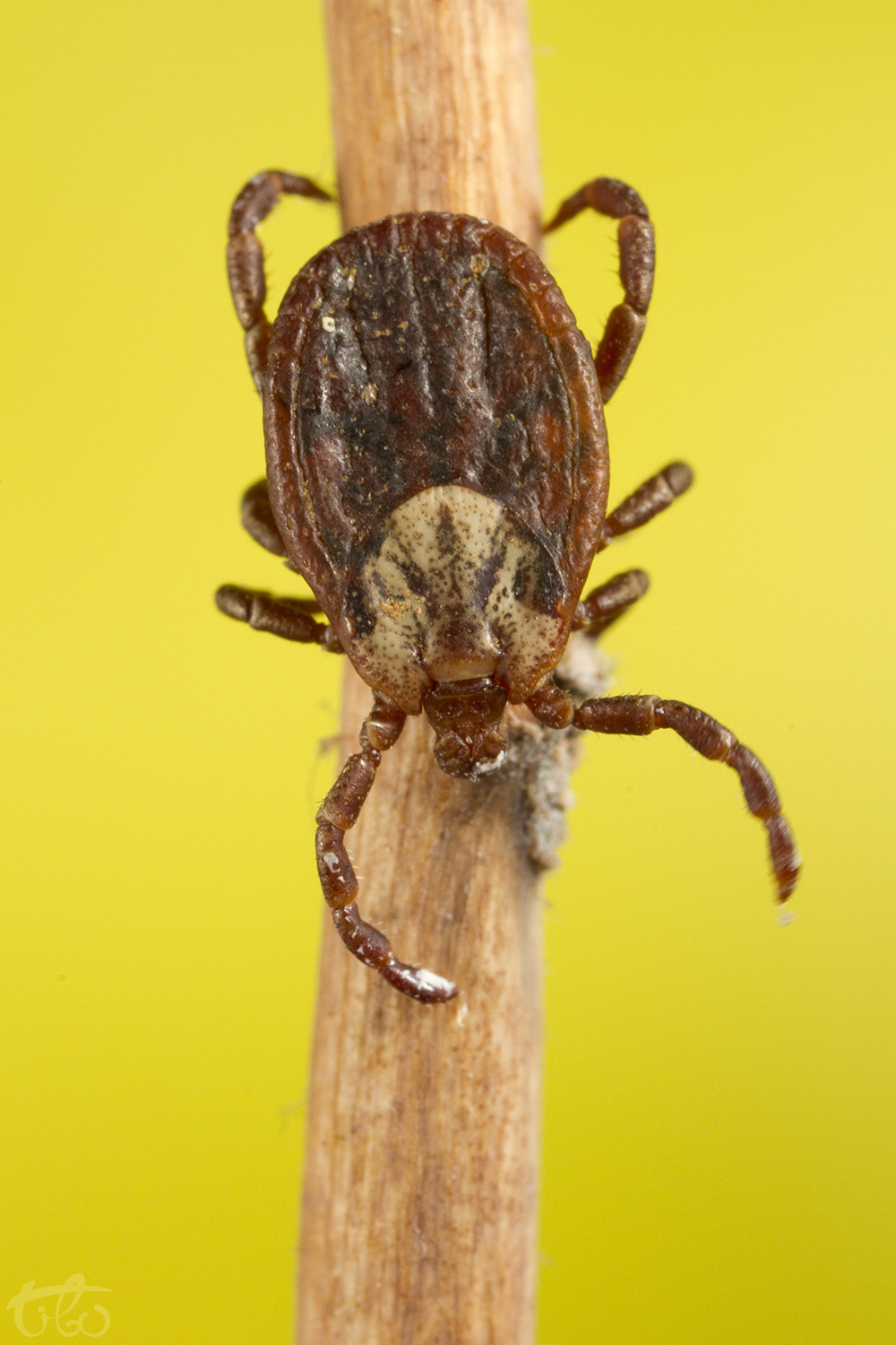 Dermacentor marginatus