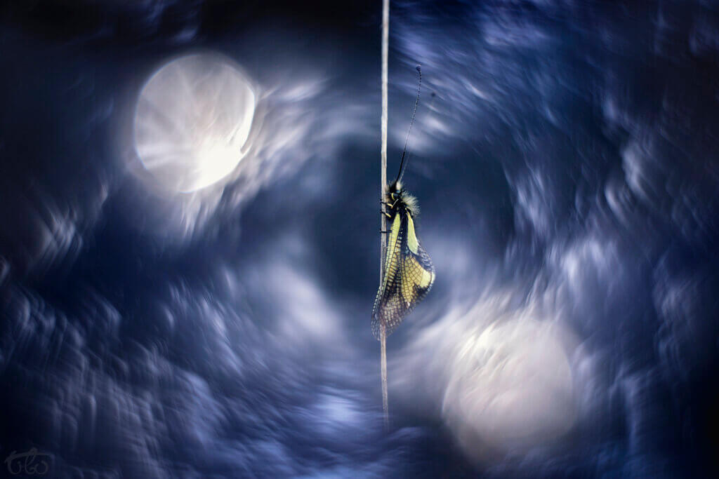 Vortex
